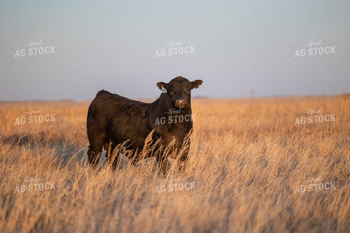 Angus Bull on Pasture 72129