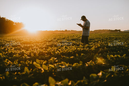 Farmer in Soybean Field with Tablet 6151