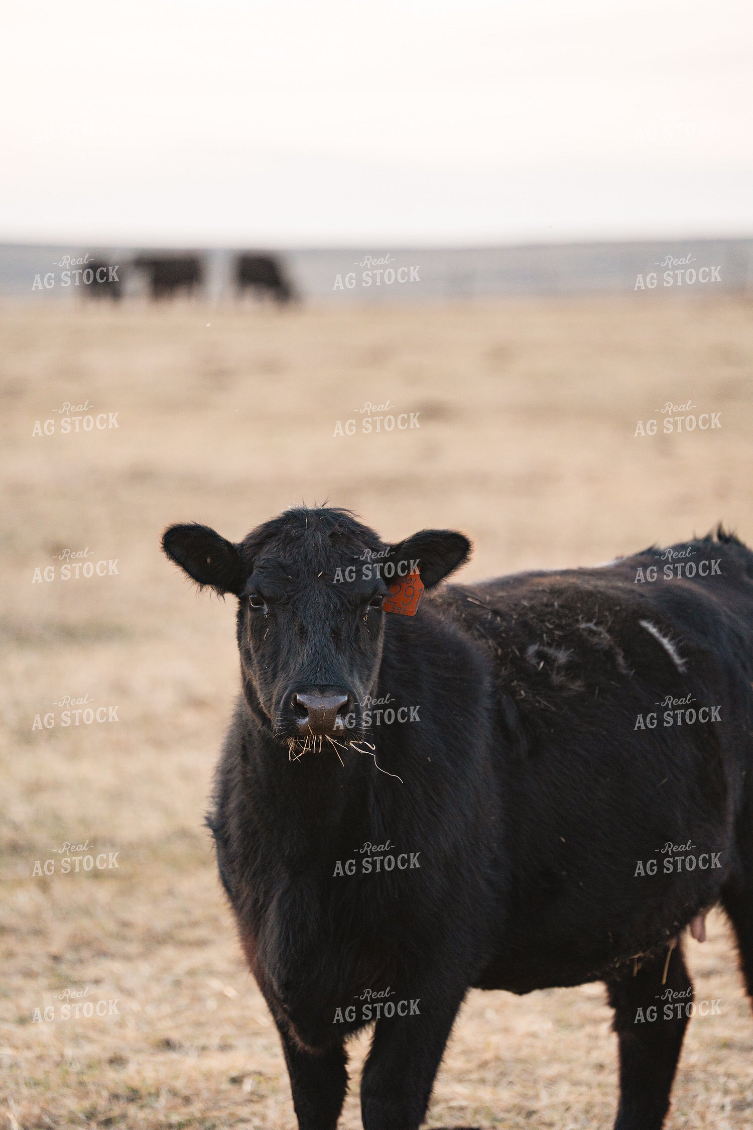 Angus Cattle 68317