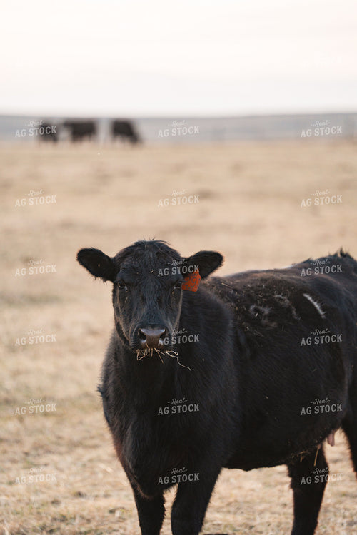 Angus Cattle 68317