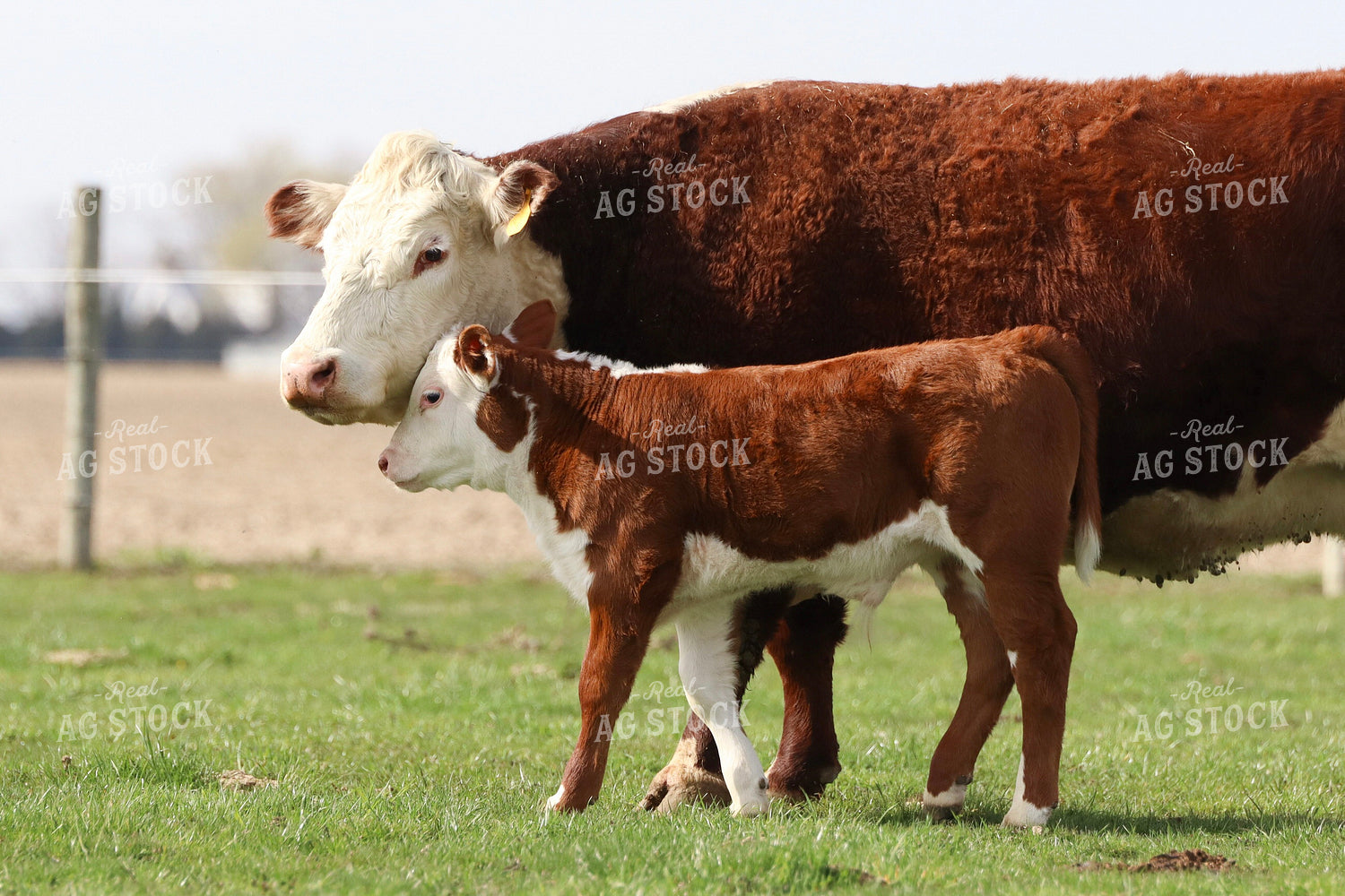 Hereford Calves in Pasture 109054