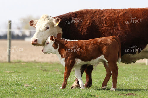 Hereford Calves in Pasture 109054
