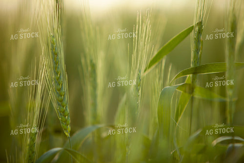 Wheat 2189