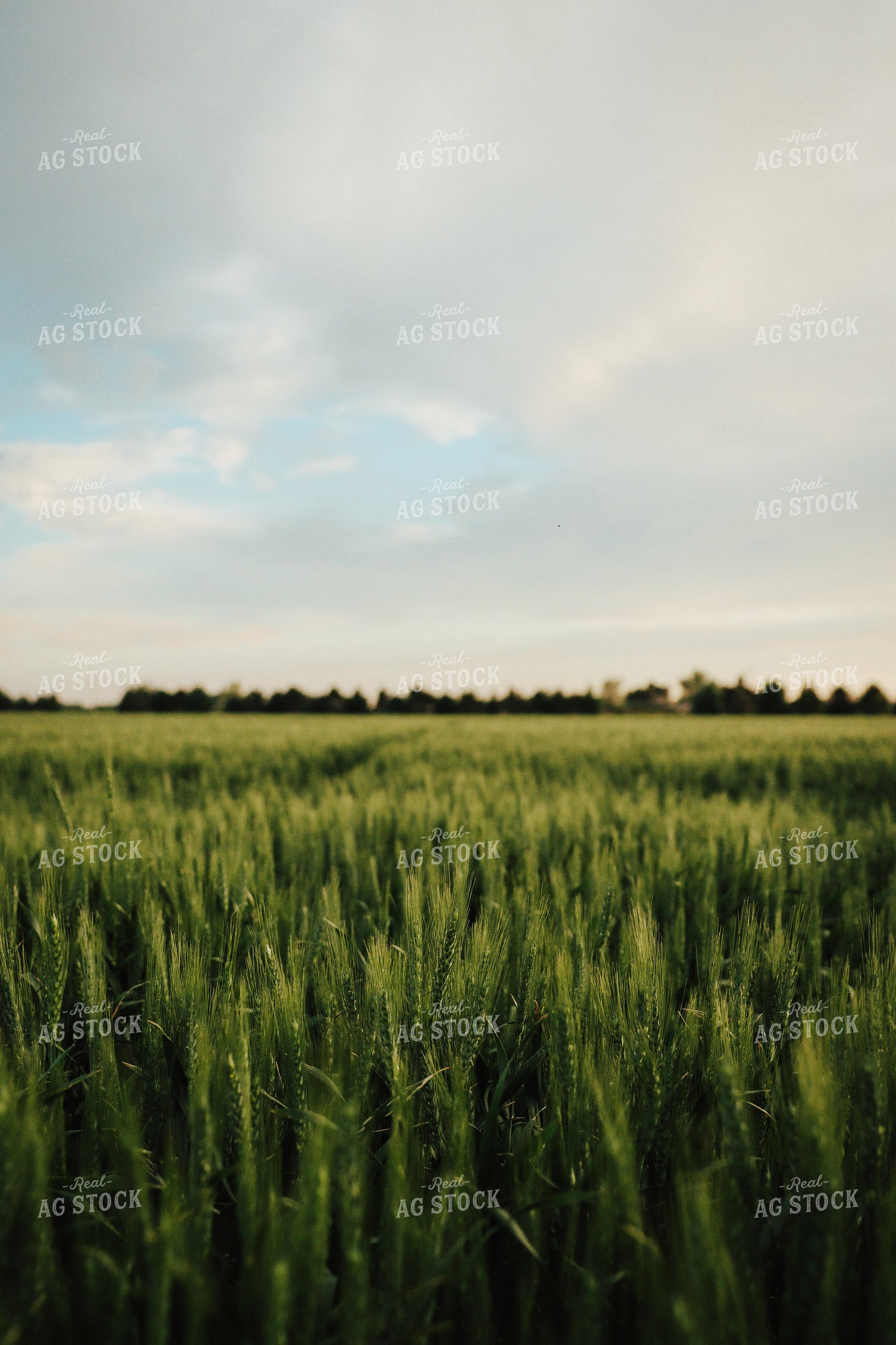 Wheat 83140