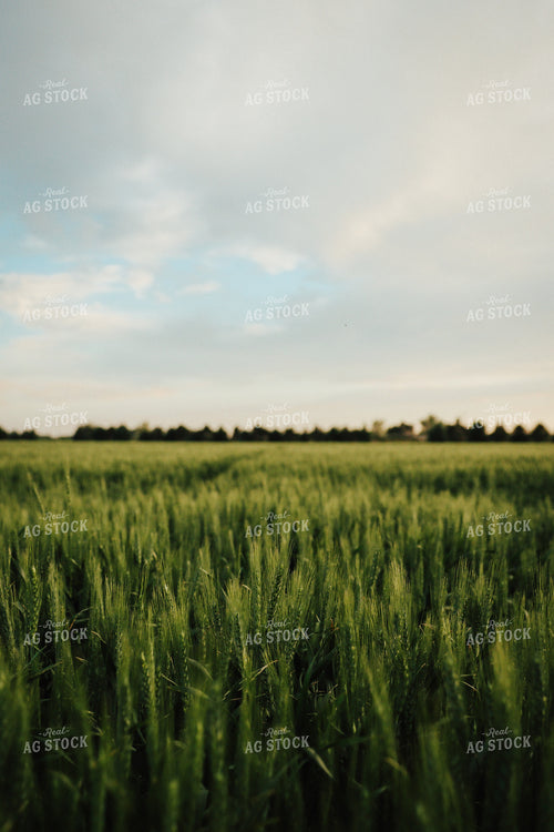 Wheat 83140