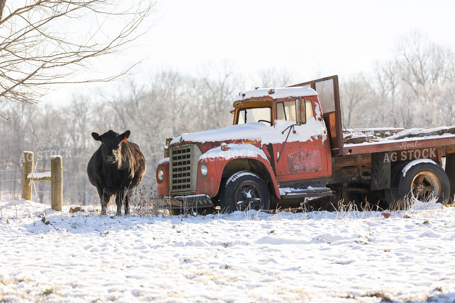Cattle on Snowy Pasture 52363