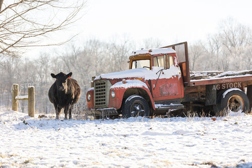 Cattle on Snowy Pasture 52363