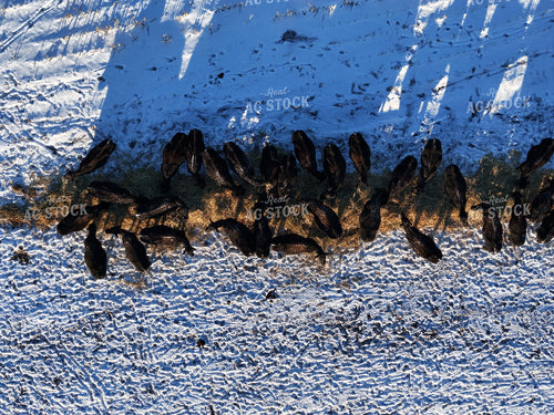 Aerial of Feeding Cattle 239466