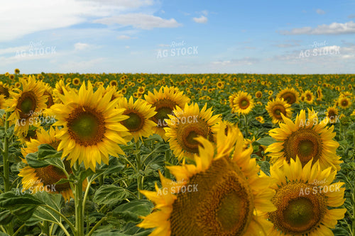 Sunflower Field 185120