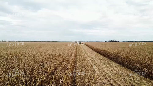Corn Harvest 115196