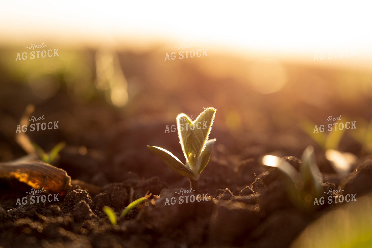 Soybeans - Early Growth 1420