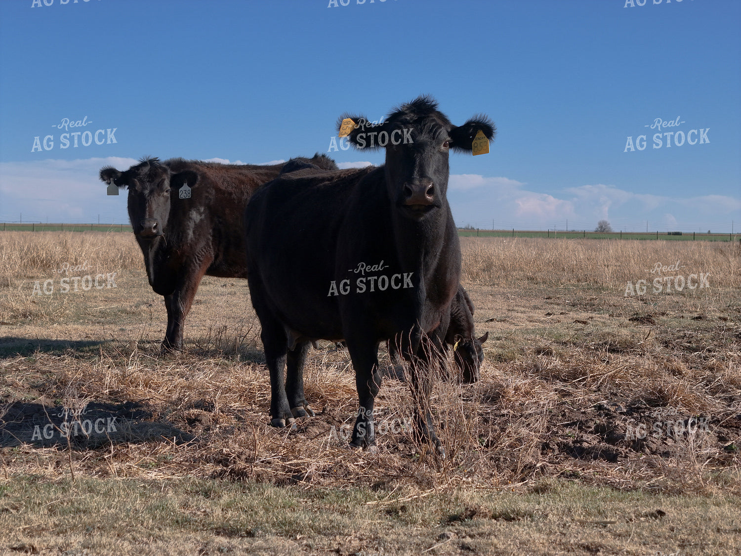Black Angus Cattle on Pasture 239552
