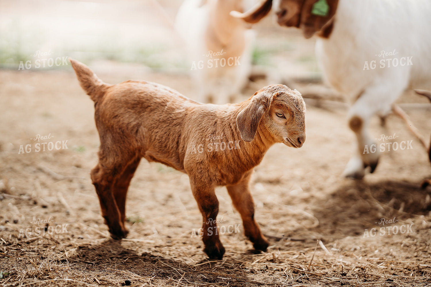 Goat Kid 196272