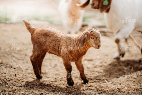 Goat Kid 196272