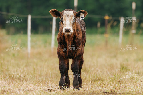 Black Baldy Calf on Pasture 68174