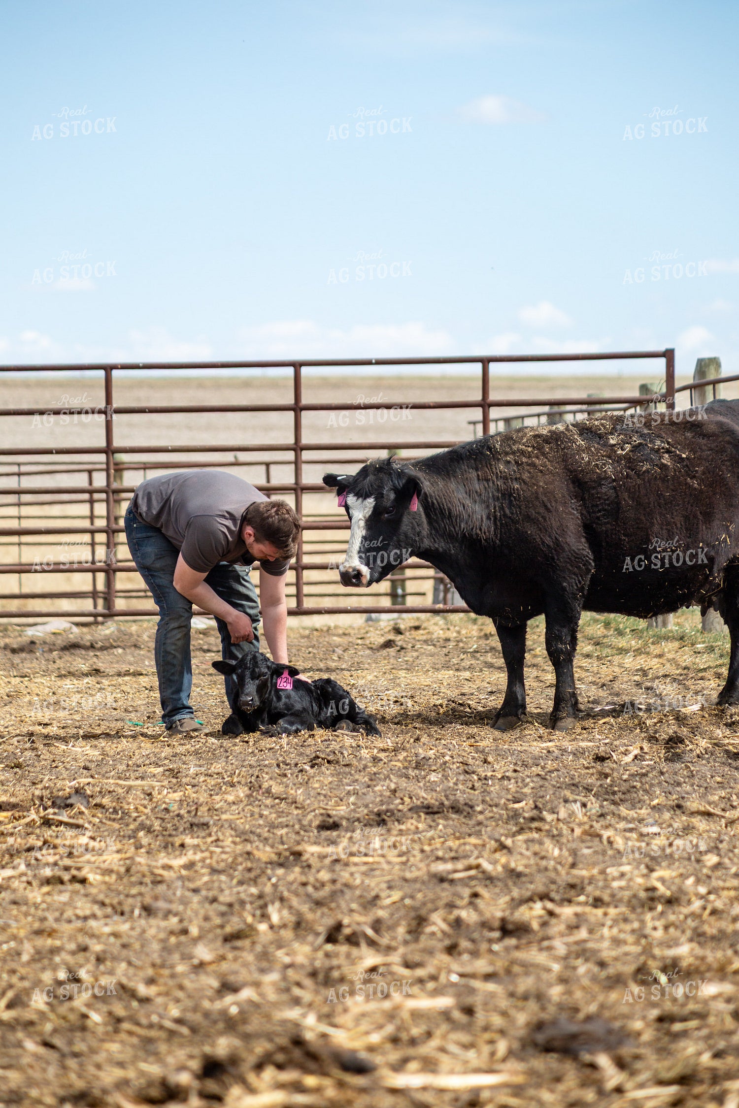 Farmer Checking Cow Calf Pairs 155403