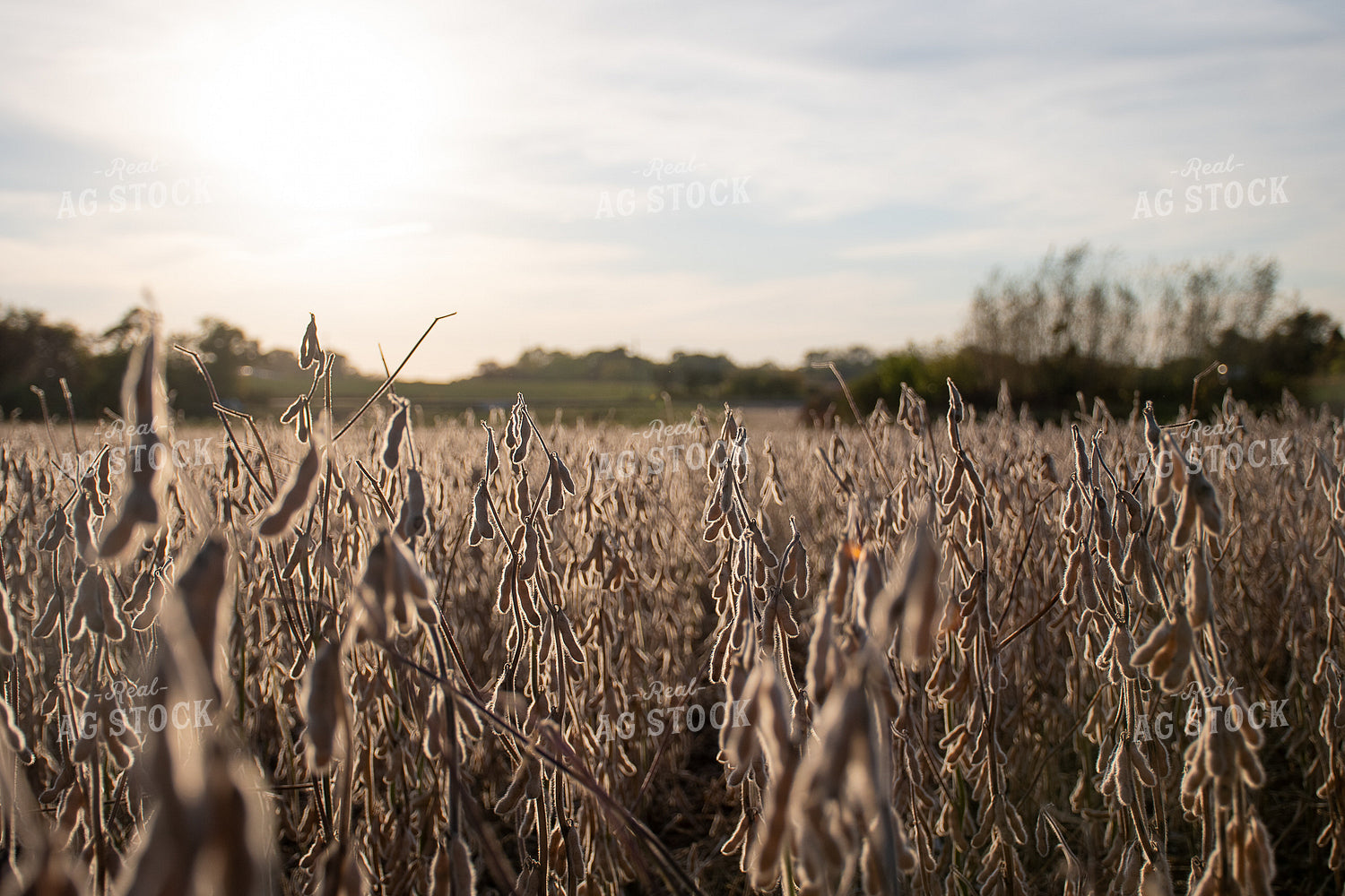Soybean Field Ready for Harvest 50286