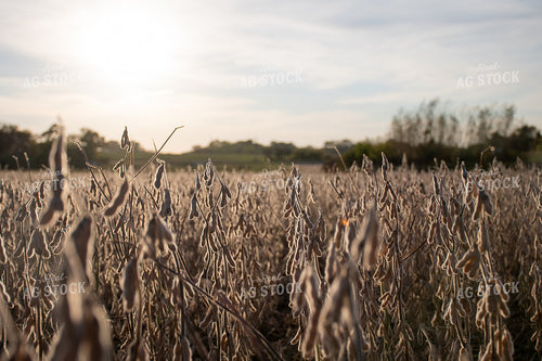Soybean Field Ready for Harvest 50286
