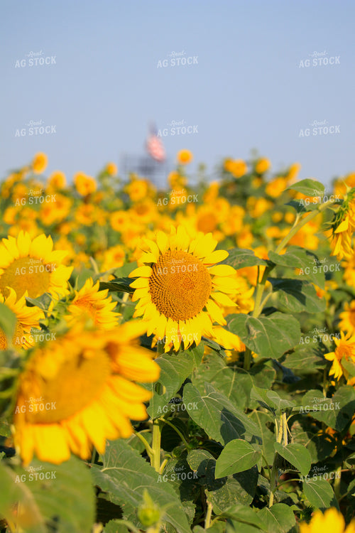 Sunflower 60035