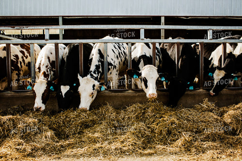 Dairy 2706