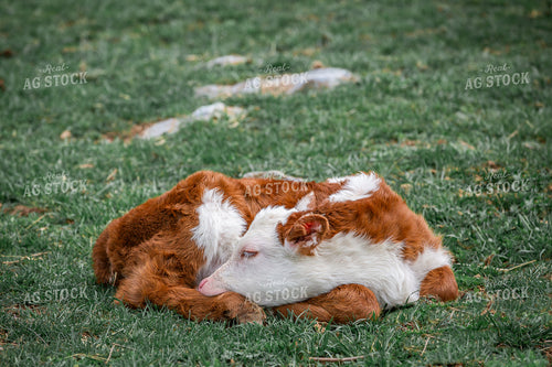 Hereford Calf 270502