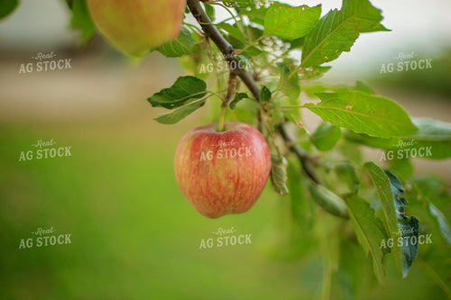 Apple Tree Branch 93125