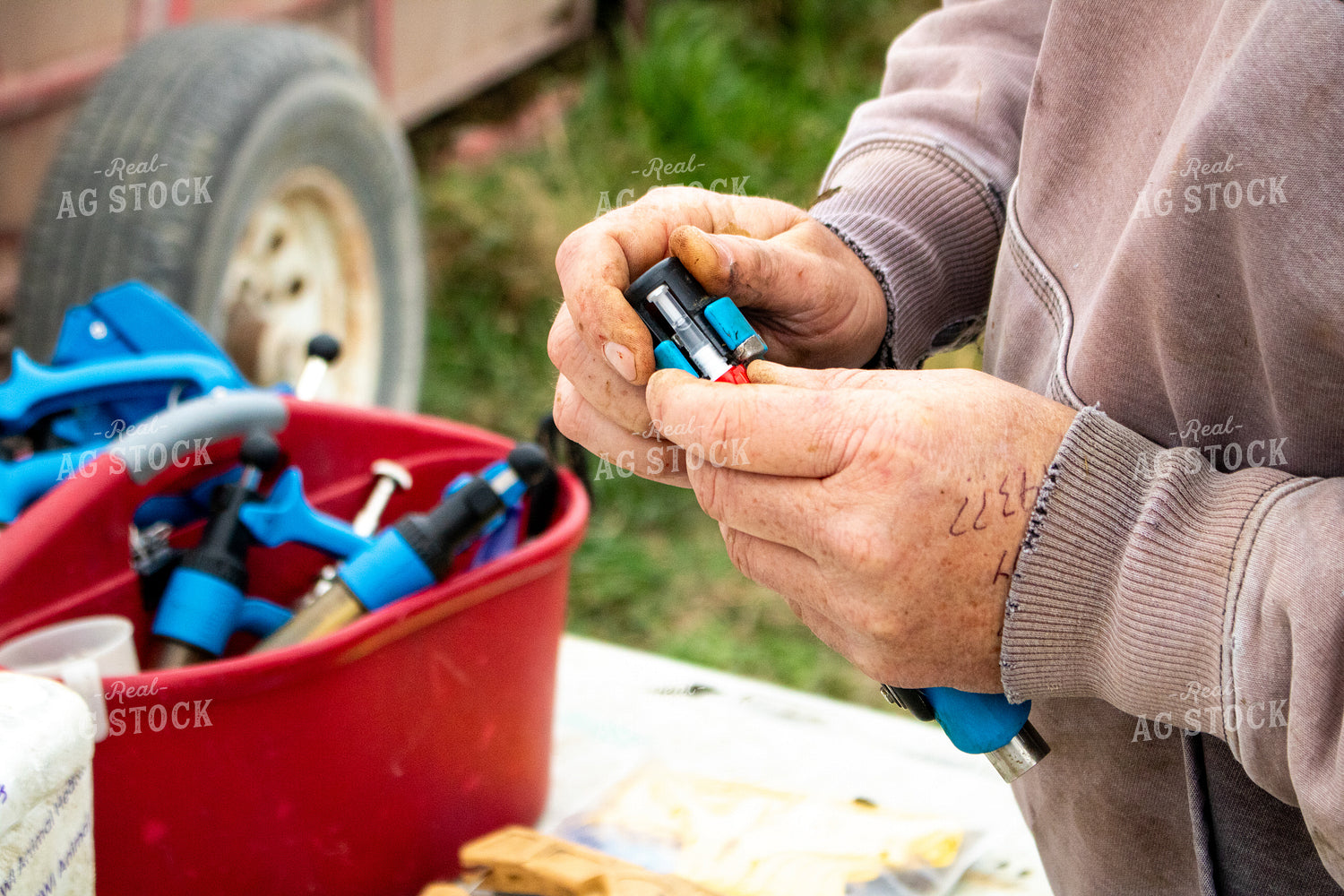 Working Cattle 214264