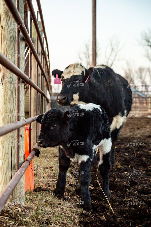 Calving Season 155531