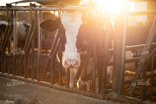 Holstein Cattle 142024
