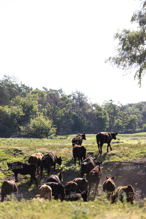 Cattle Moving Pastures 224017
