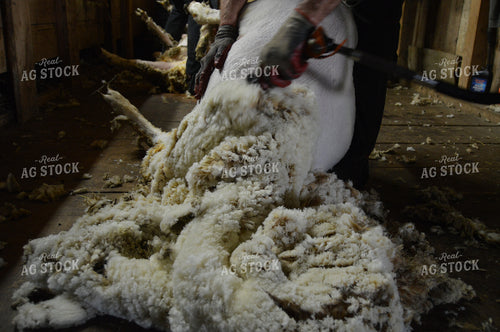 Farmer Shearing Sheep 164007