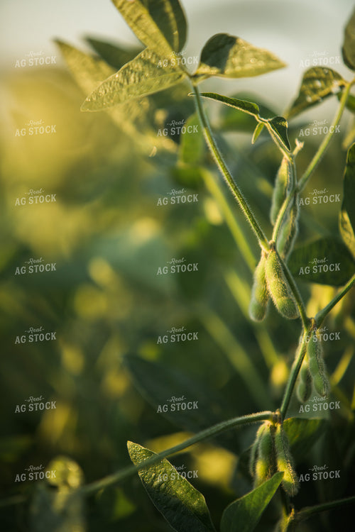 Soybean Pods at Sunrise 3281