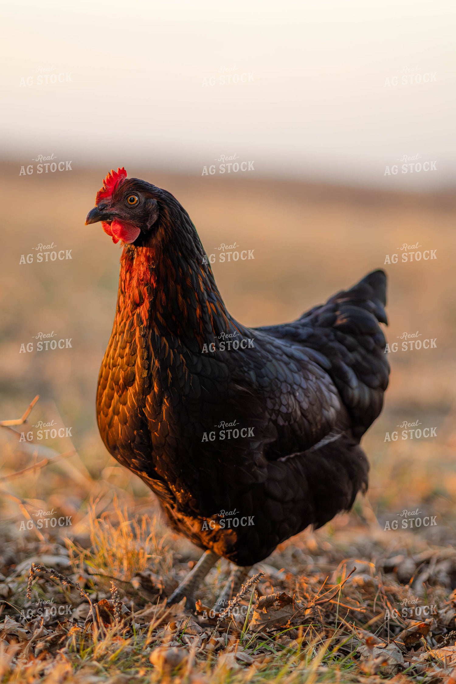 Black Star Chicken 289077