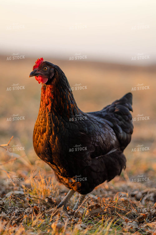 Black Star Chicken 289077