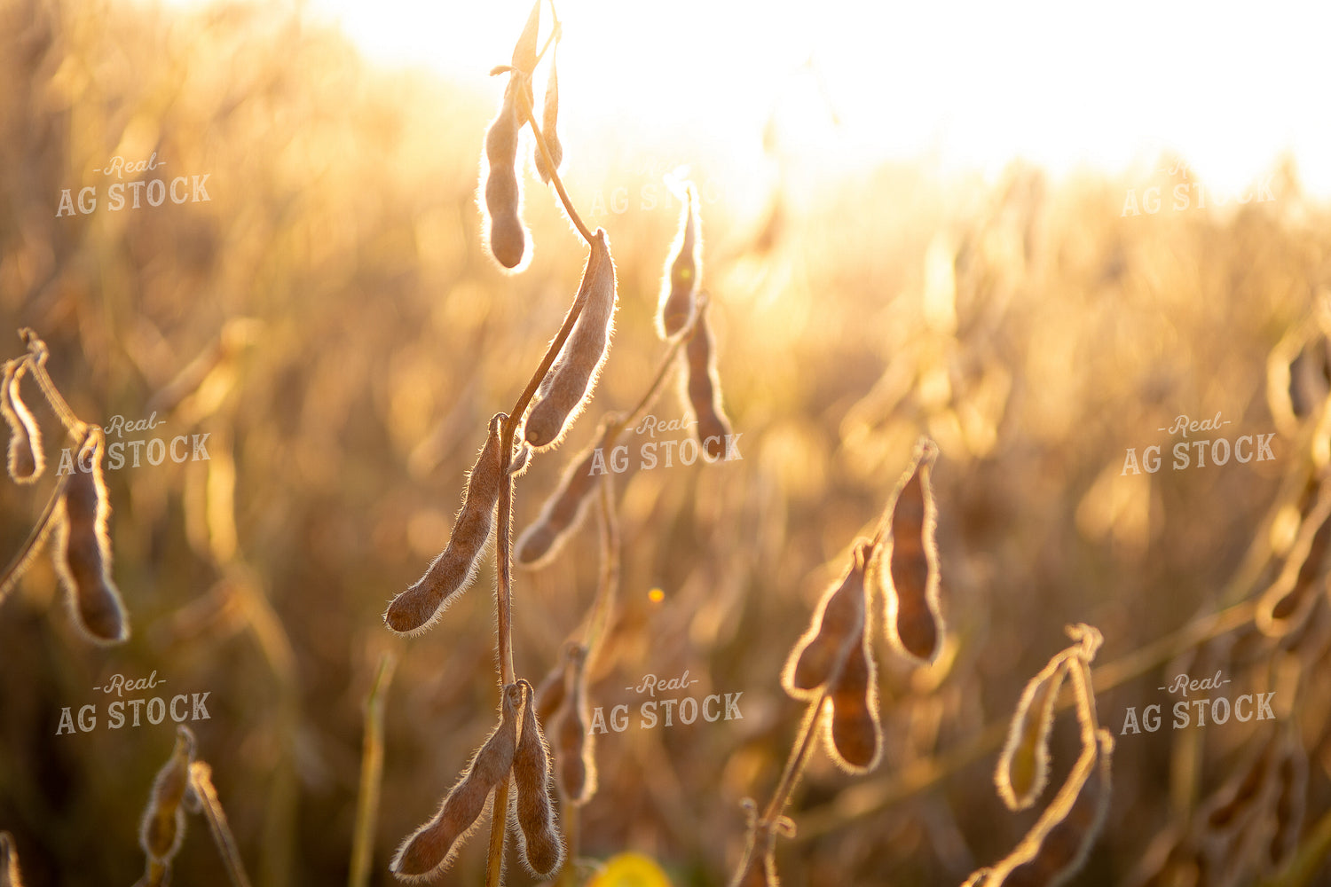 Dried Soybeans 151020