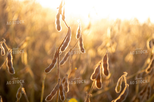 Dried Soybeans 151020