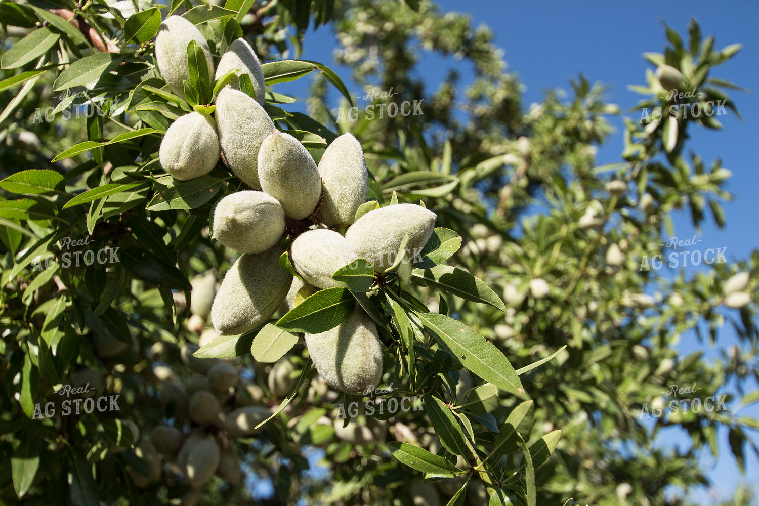 Almond Tree 105022