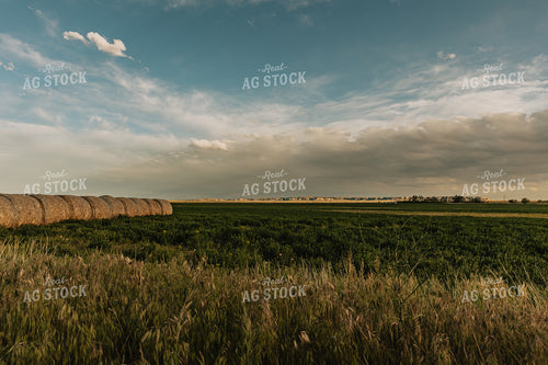 Hay Bales in Field 61101