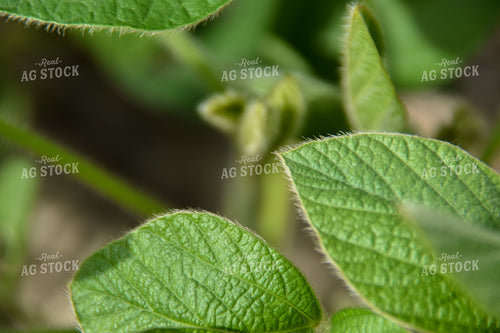 Close Up Soybean Leaf 84014