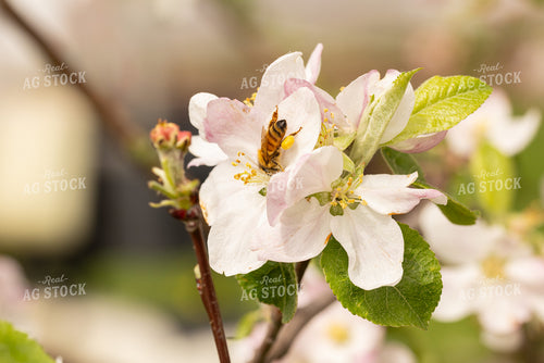 Bee with Apple Blossoms 161157