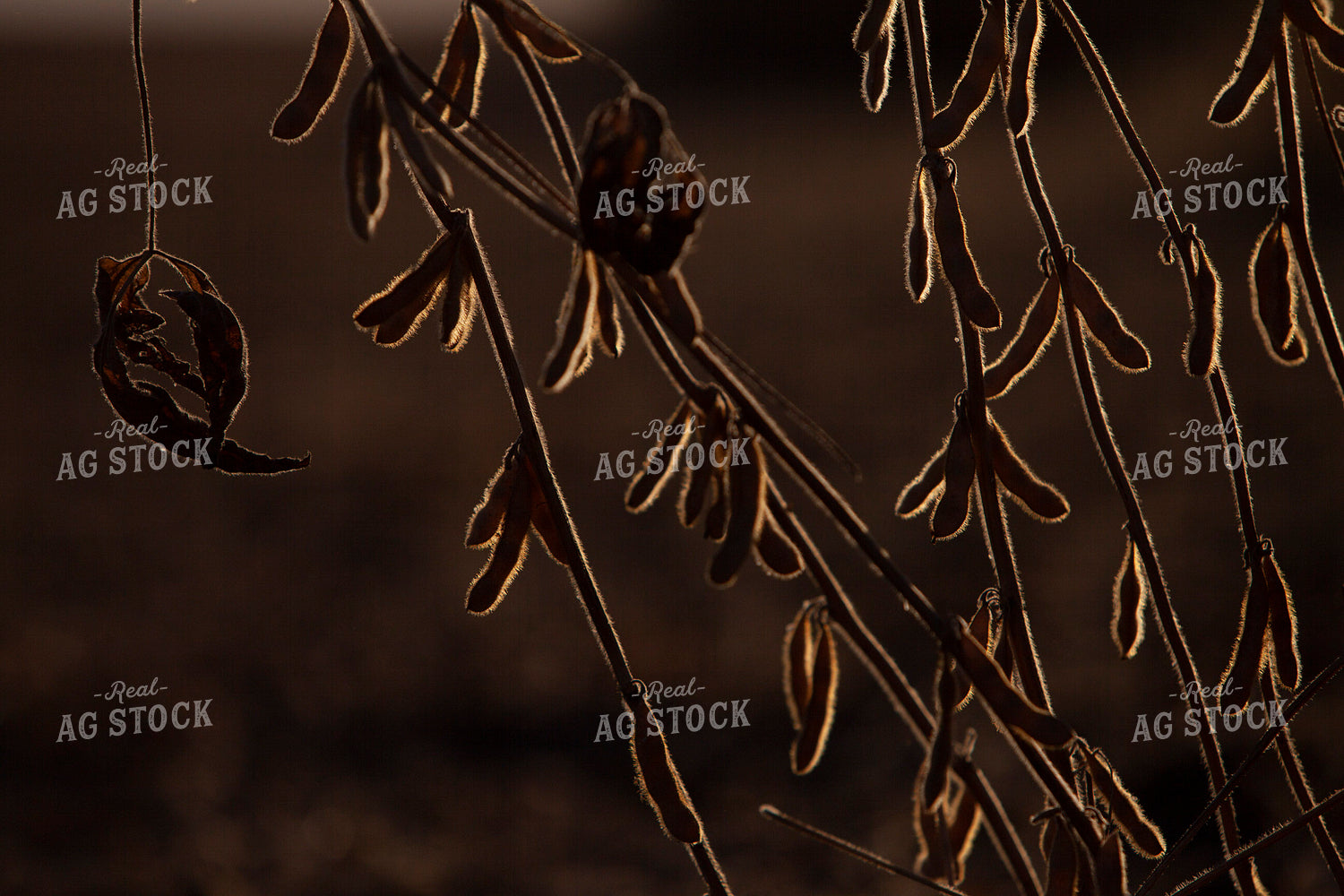 Soybeans - Dry 1602