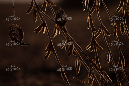 Soybeans - Dry 1602