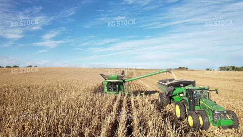 Harvesting White Corn 65567