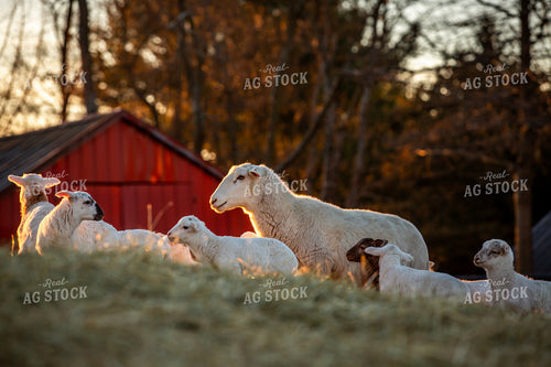 Sheep 270262