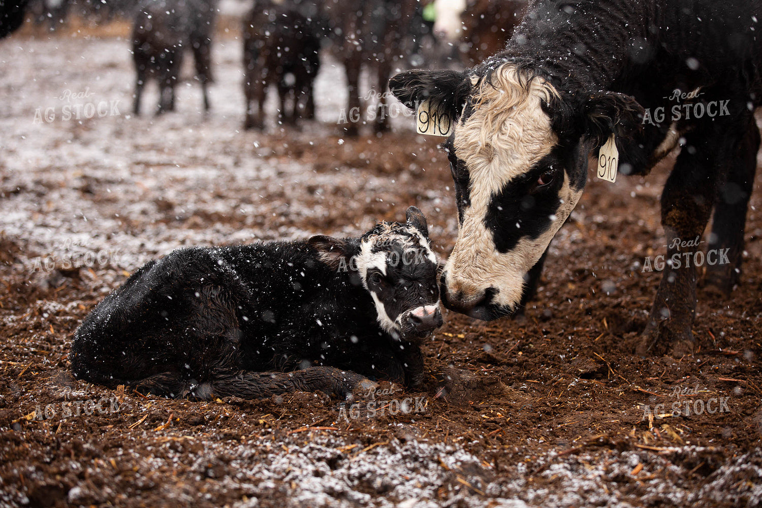 Black Baldy Pairs in the Snow 303012