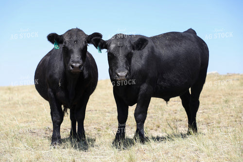 Black Angus Cattle on Pasture 117257
