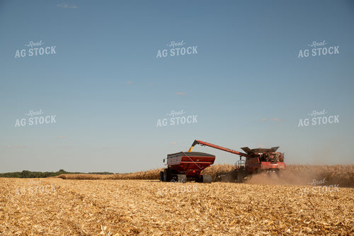 Combine Unloading Corn into an Auger Wagon on the Go on a Sunny Day 25928