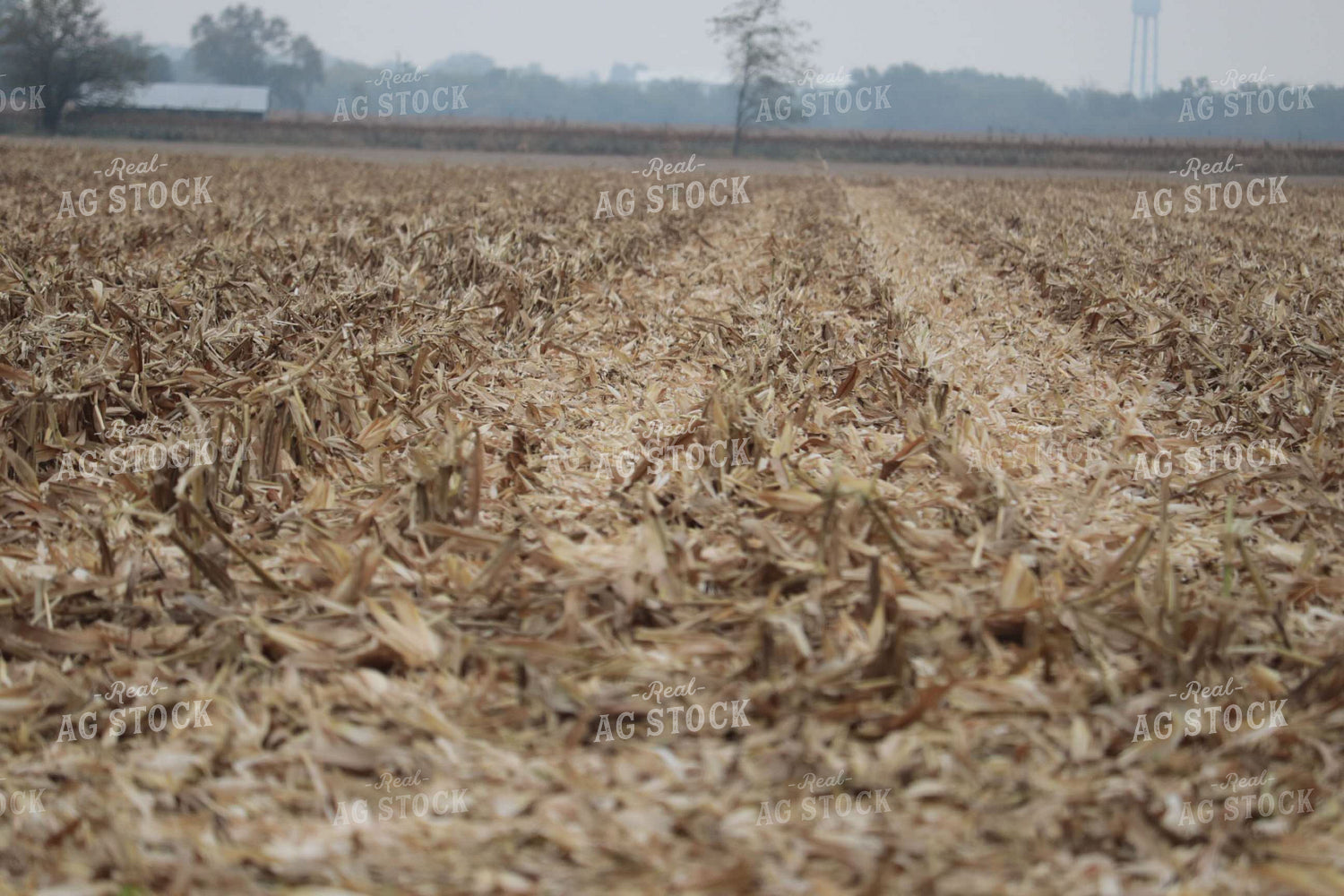 Corn Stover in Field 102004