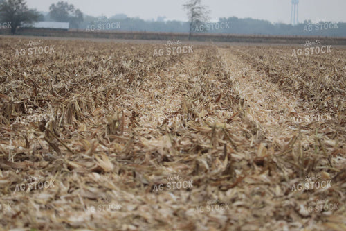 Corn Stover in Field 102004