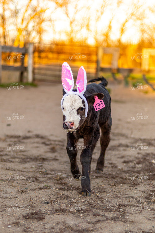 Calving Season 155553